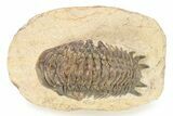 Crotalocephalina Trilobite - Lghaft, Morocco #273874-2